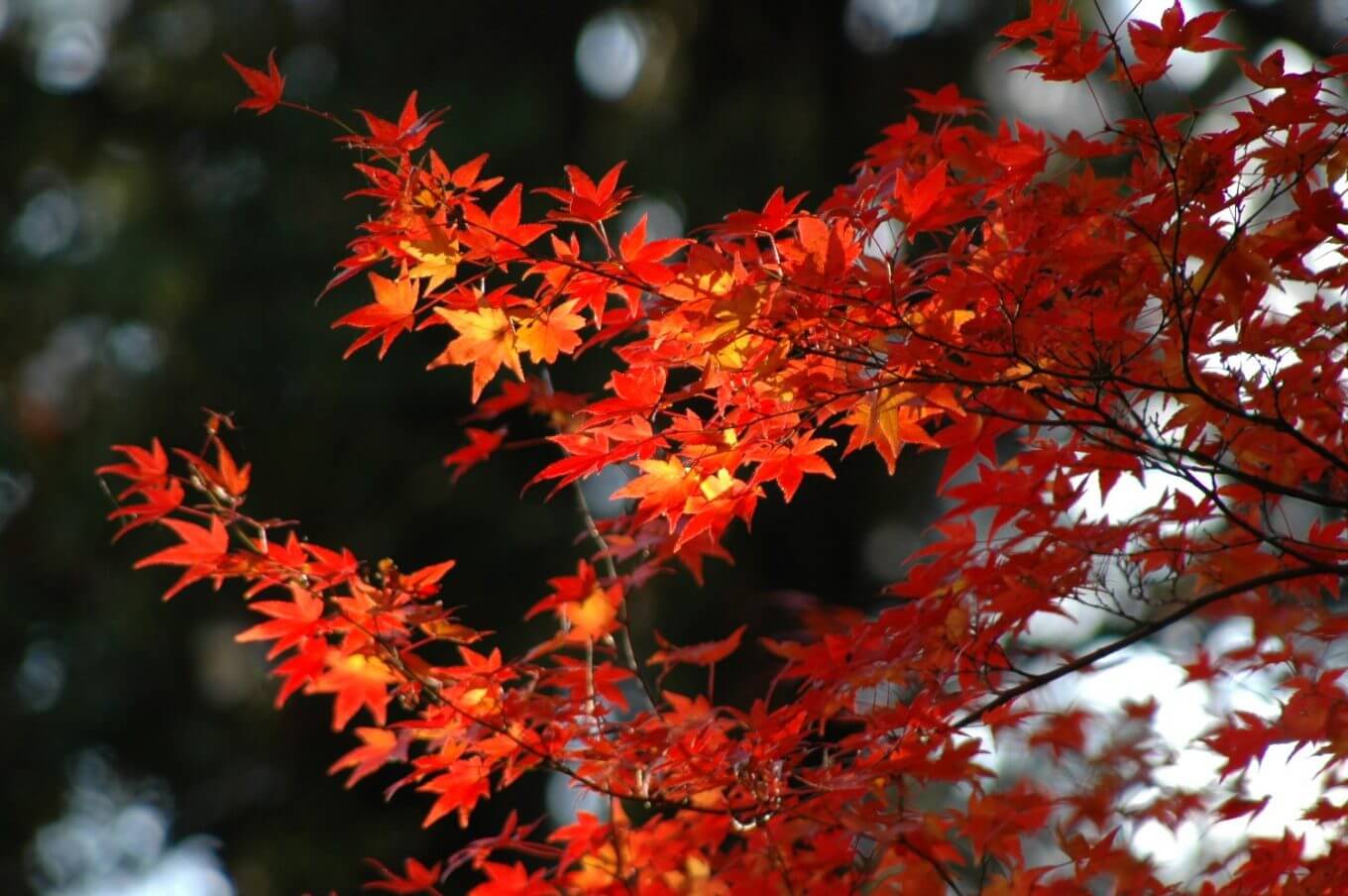 蓮華寺