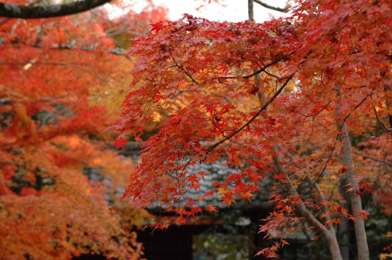 蓮華寺