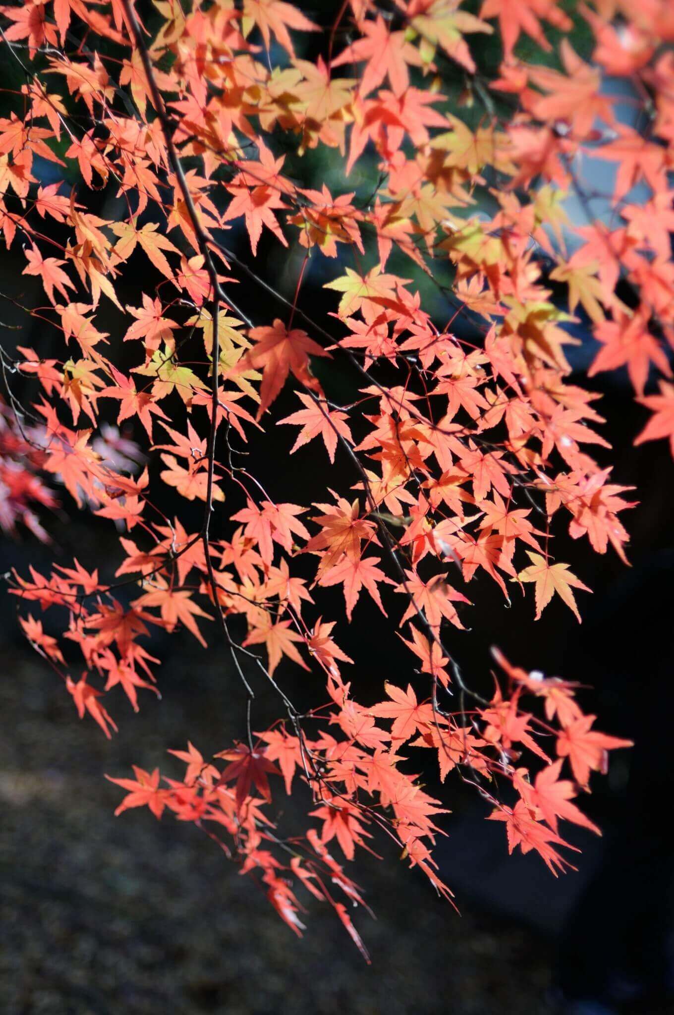 蓮華寺の紅葉