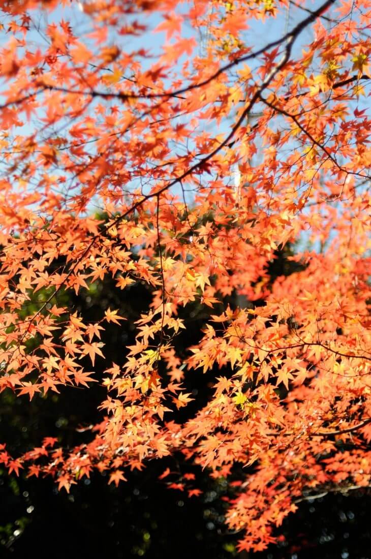 蓮華寺