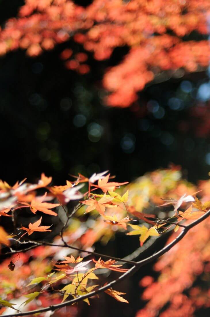 蓮華寺