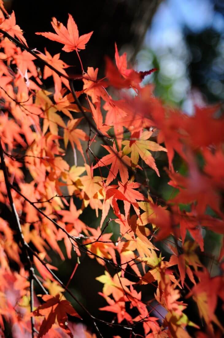 蓮華寺