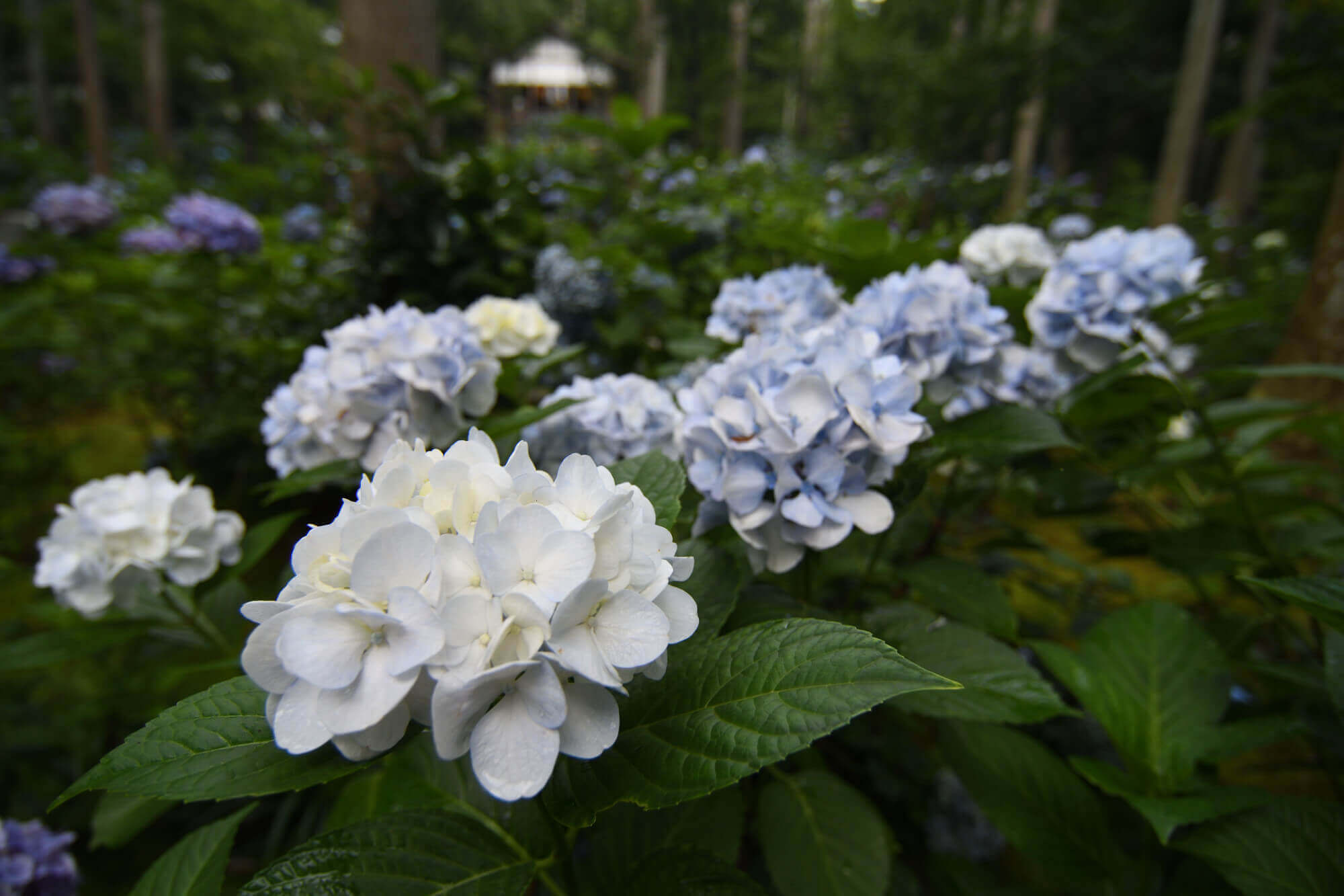 京都大原三千院の紫陽花