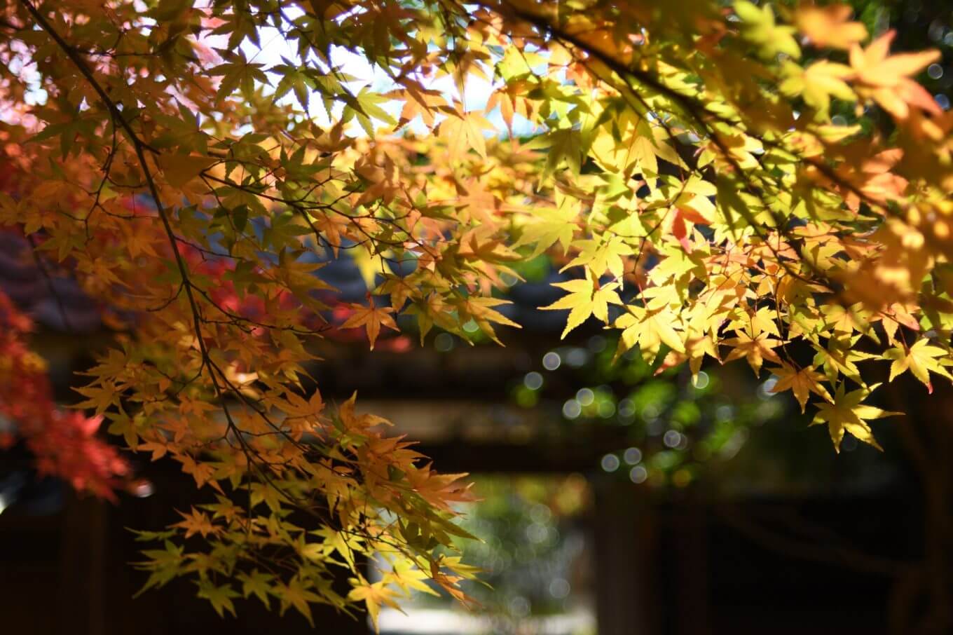 蓮華寺