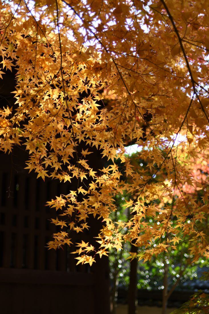 蓮華寺