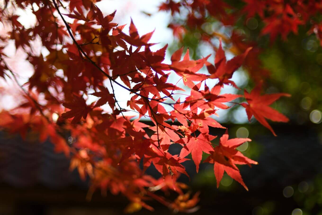 蓮華寺2016