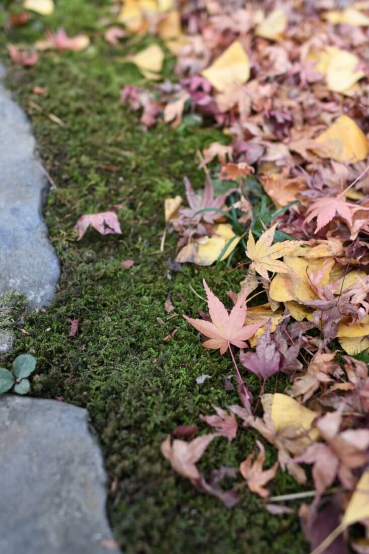 蓮華寺