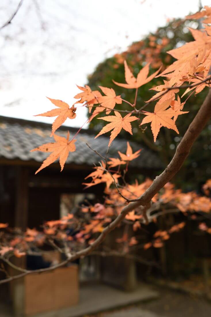 蓮華寺