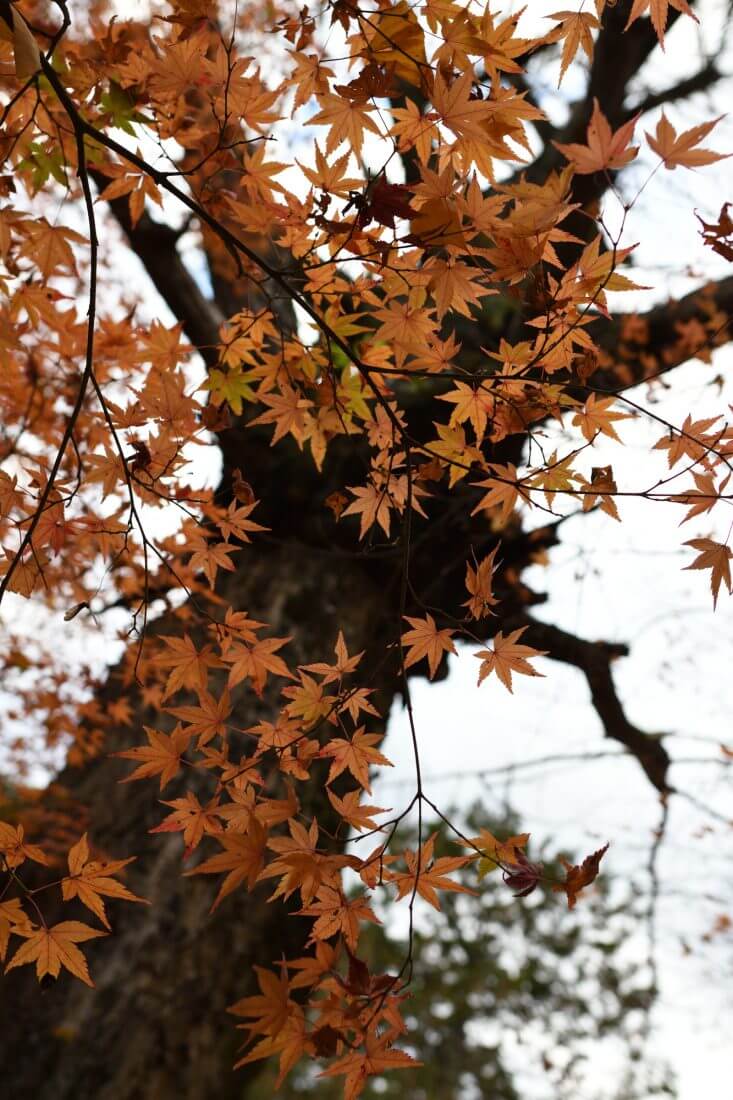 蓮華寺