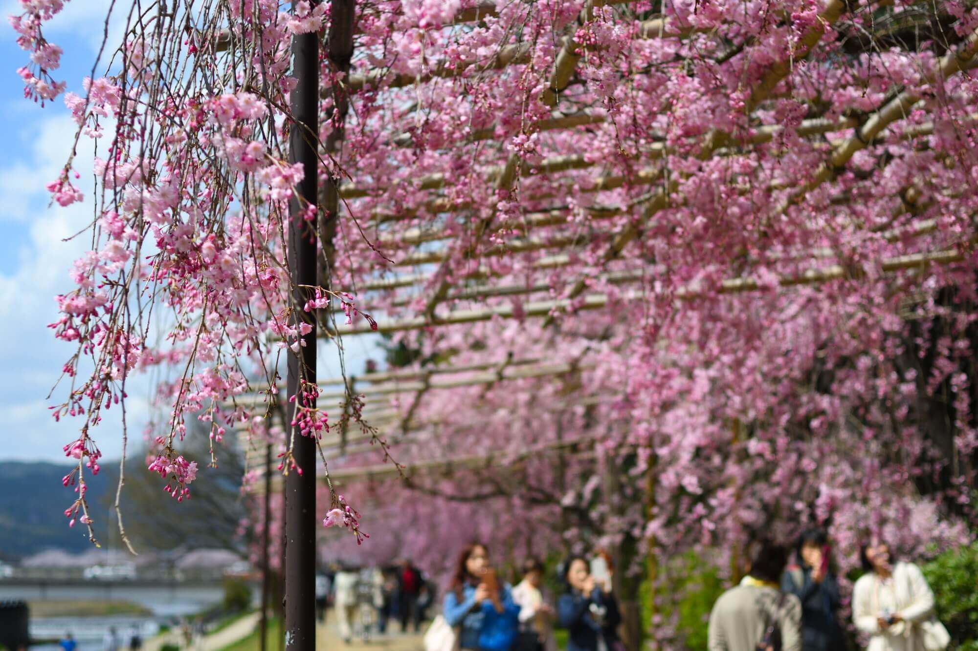 半木（なからぎ）の道のしだれ桜