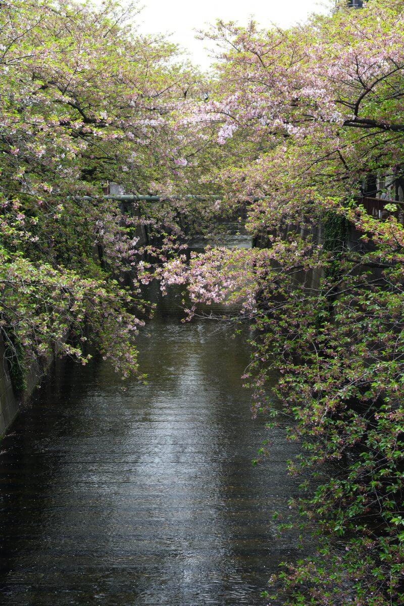 目黒川の散りかけの桜