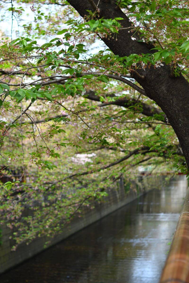 ほぼ葉桜な目黒川の桜