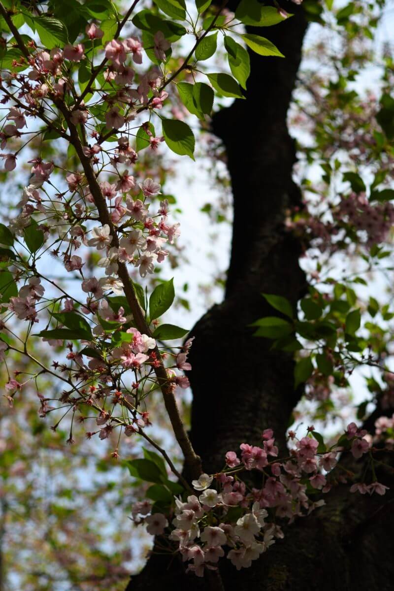 ほぼ葉桜