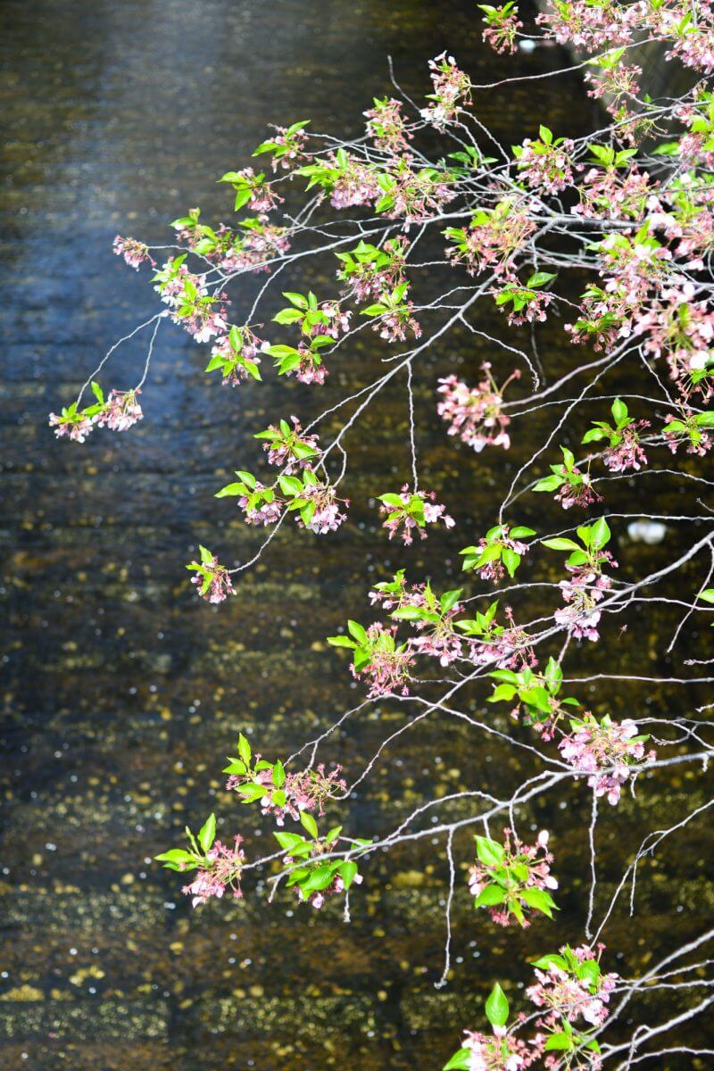 かすかに残る桜