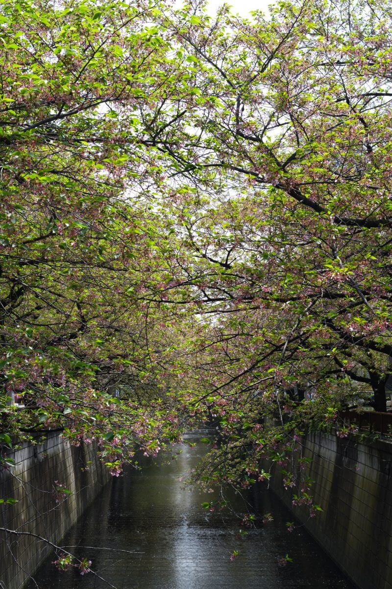 散りかけの目黒川桜並木