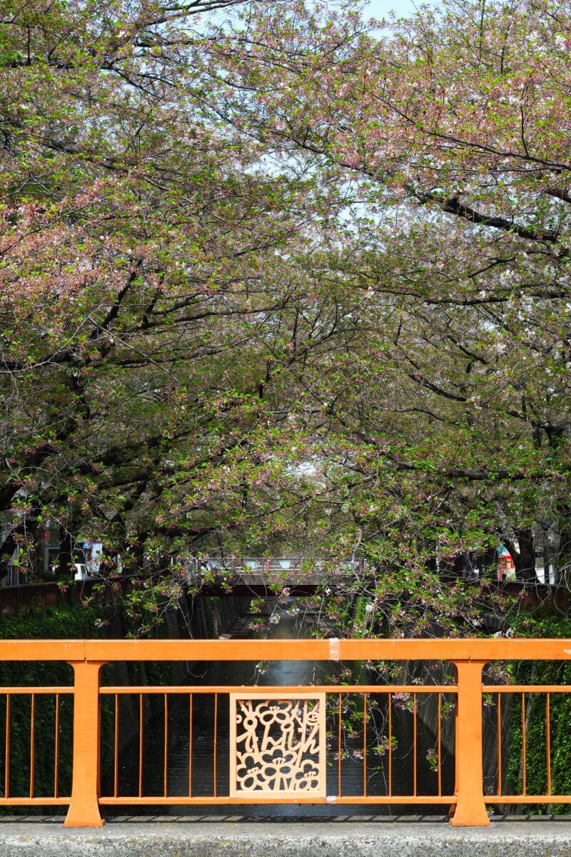 天神橋からの桜並木