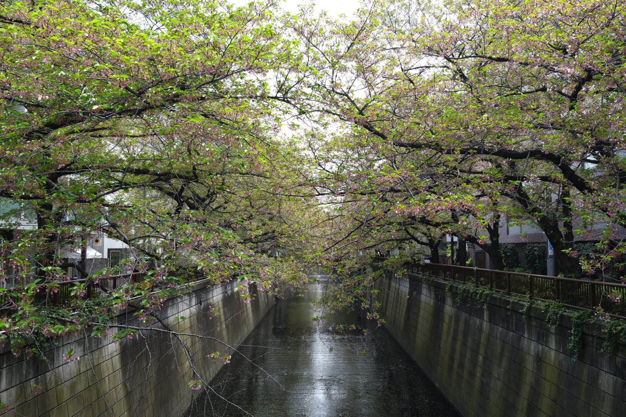 目黒川の葉桜並木