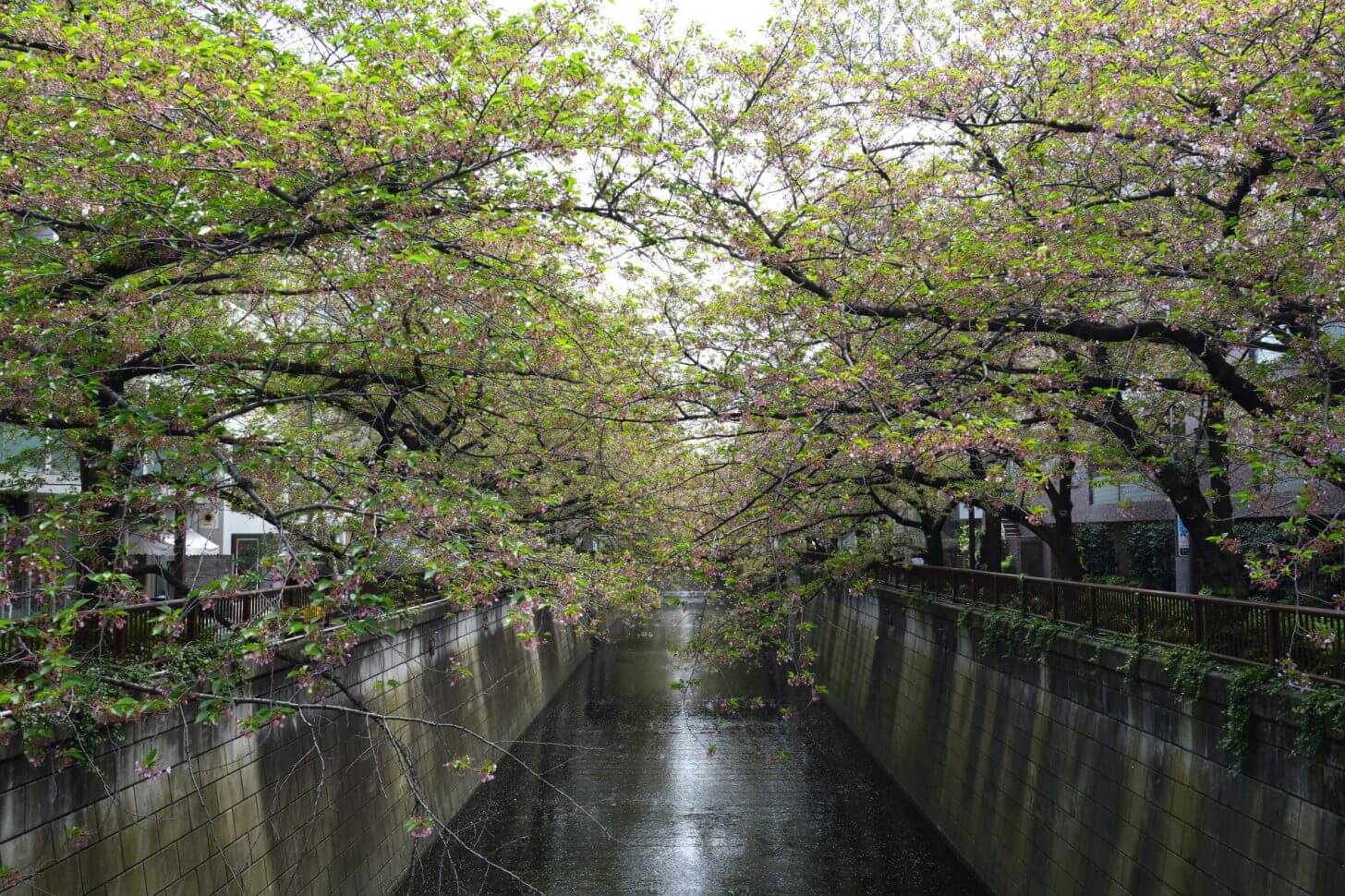 目黒川の葉桜