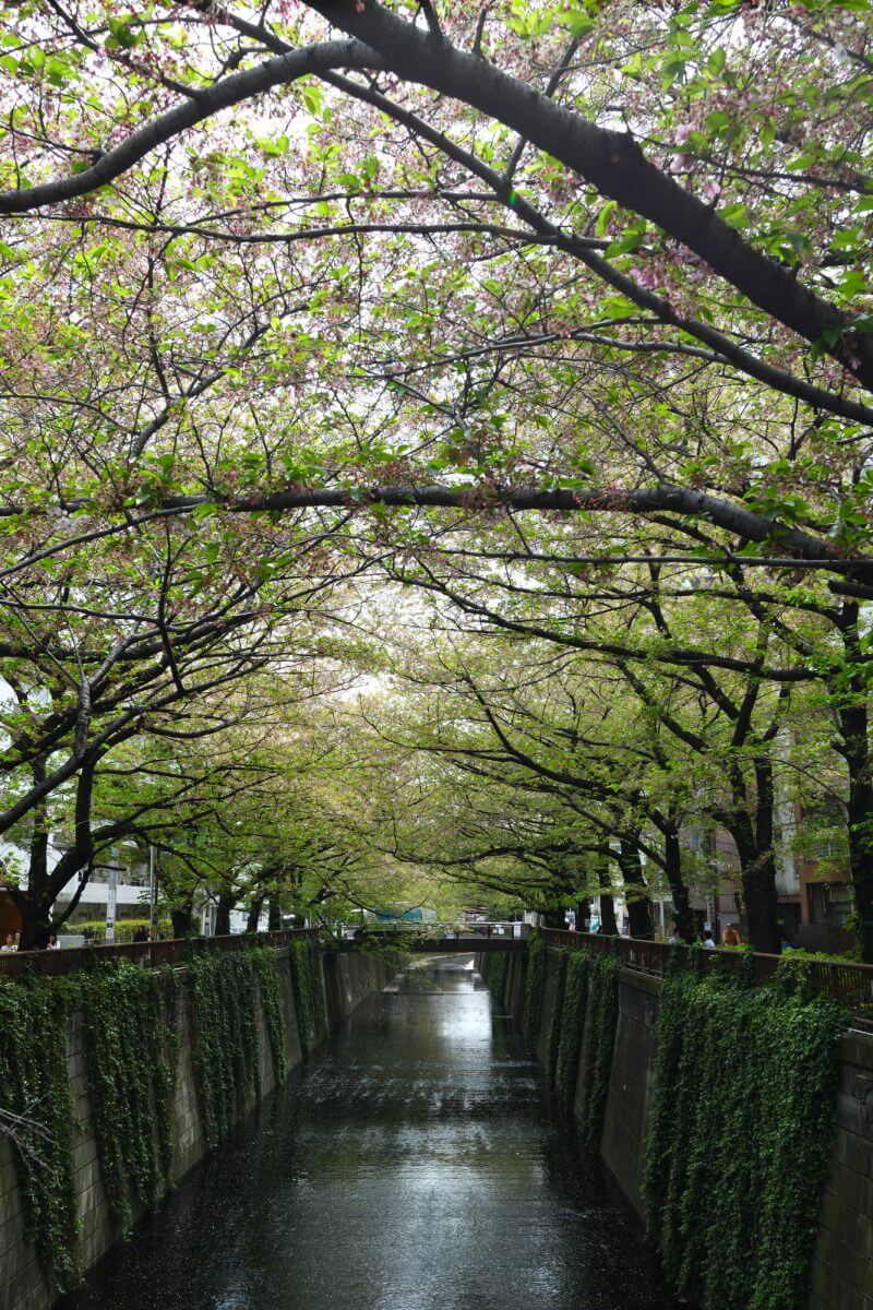 別所橋からの葉桜