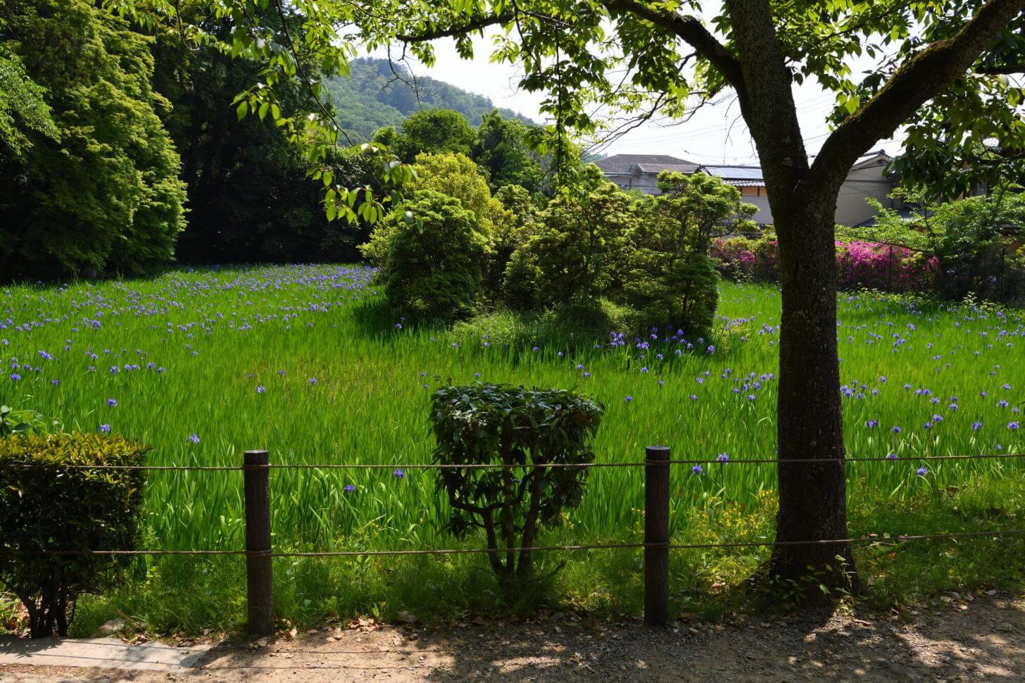 大田神社のかきつばた