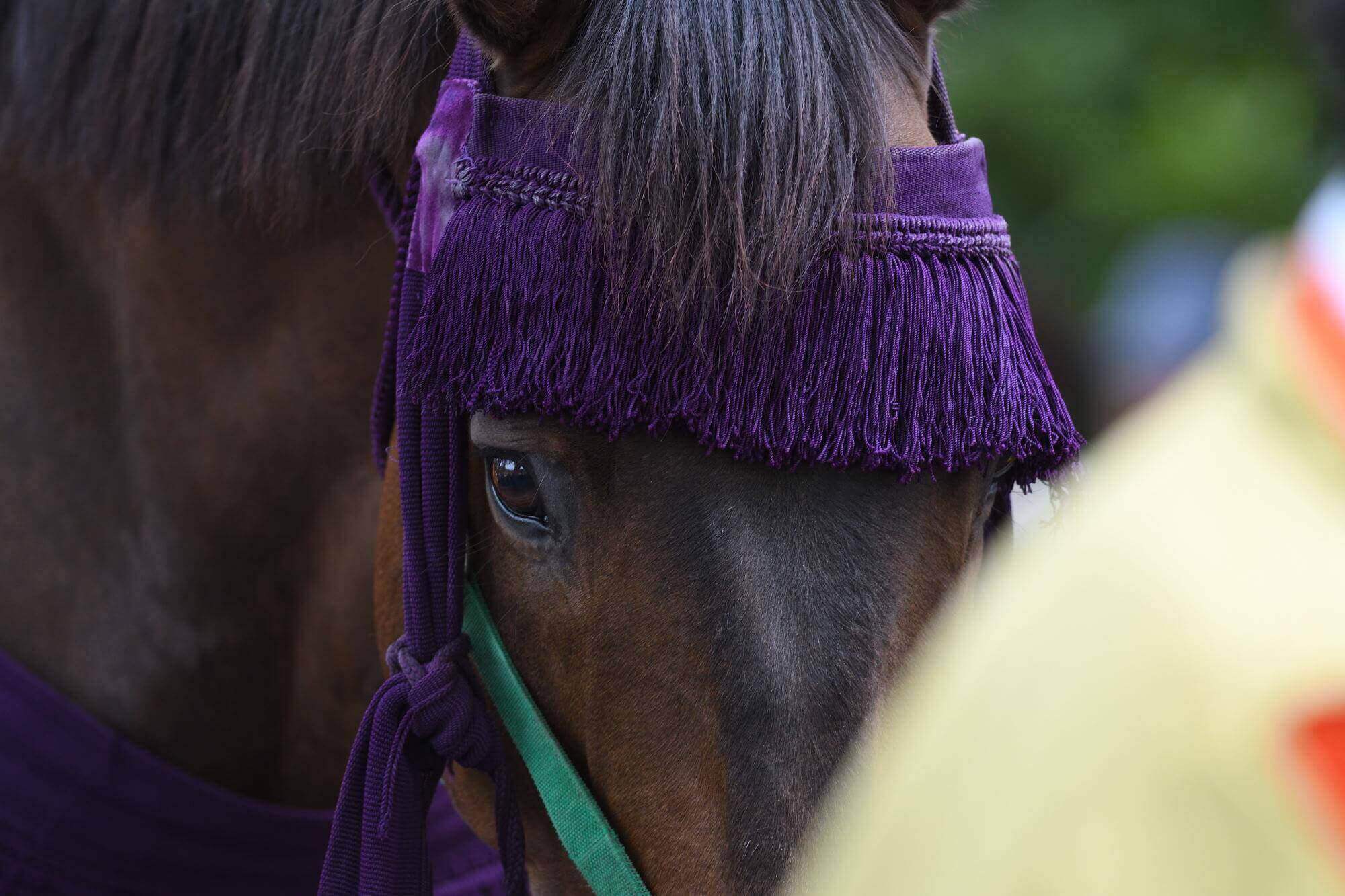 葵祭で活躍する馬