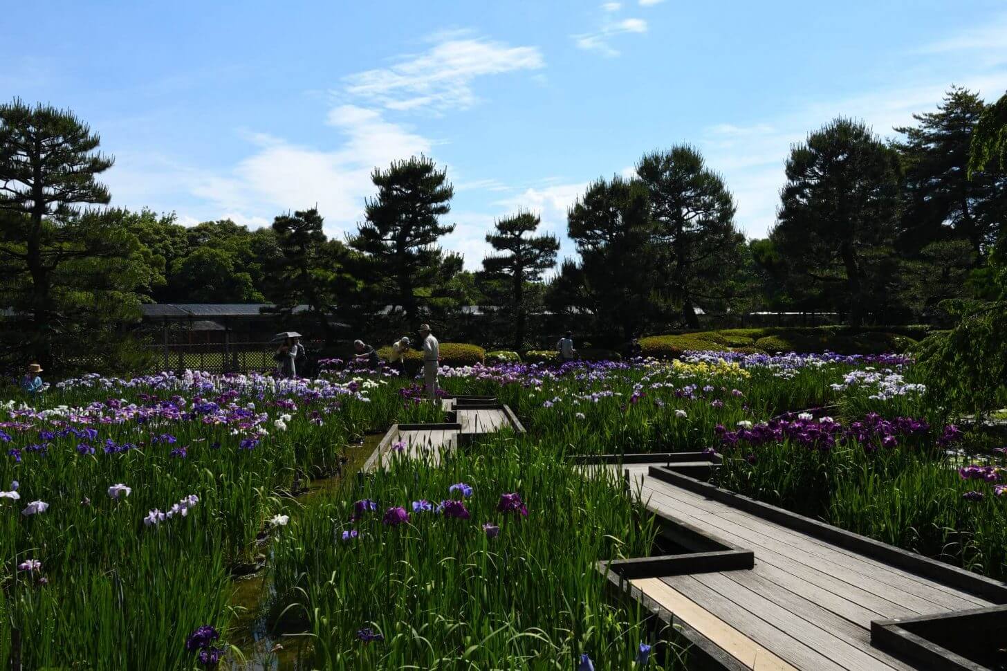 京都府立植物園のはなしょうぶ園