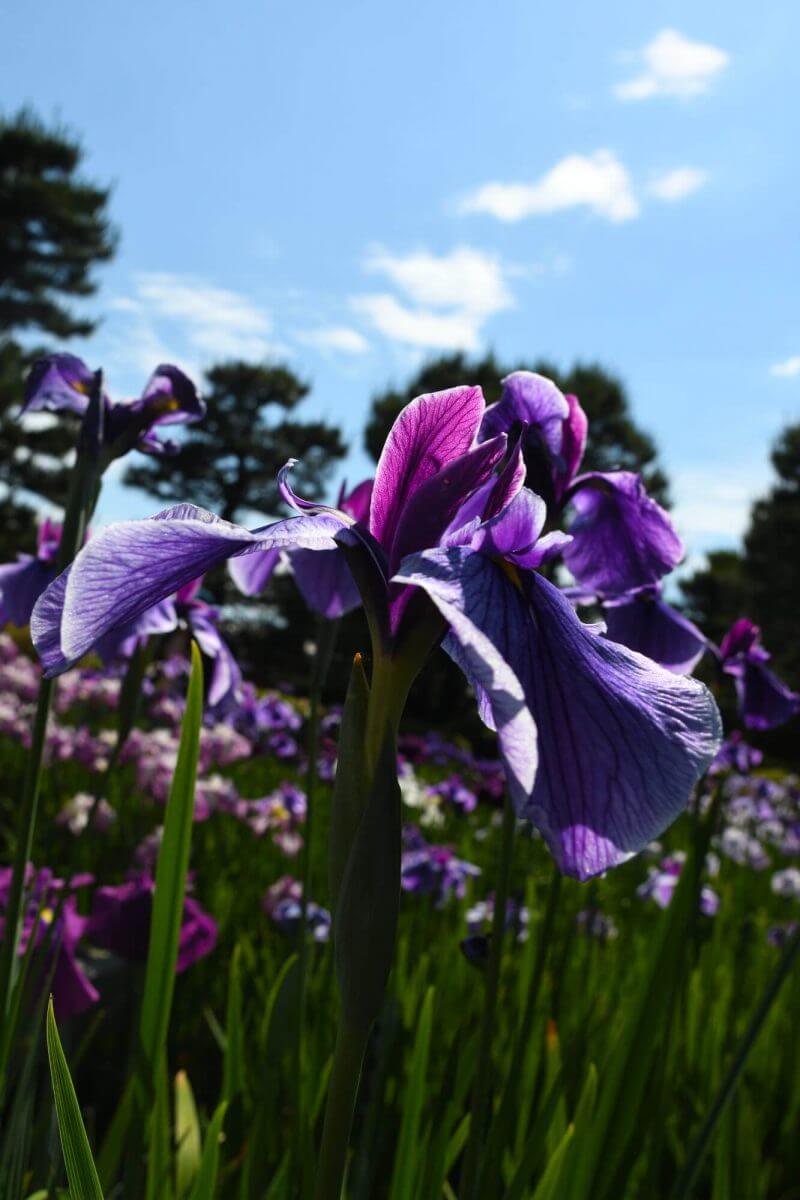 京都府立植物園のはなしょうぶ