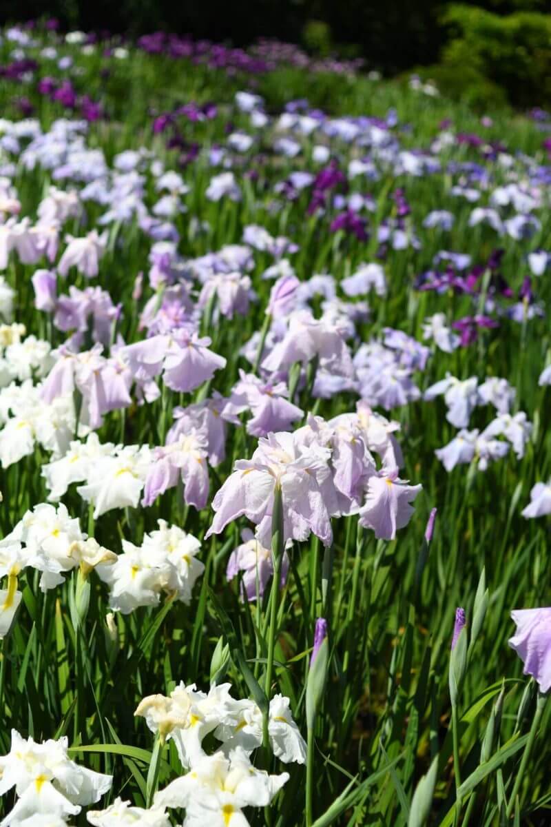 京都府立植物園のはなしょうぶ