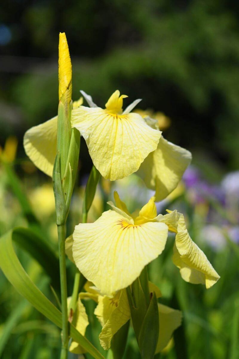 黄色い花の京都府立植物園のはなしょうぶ