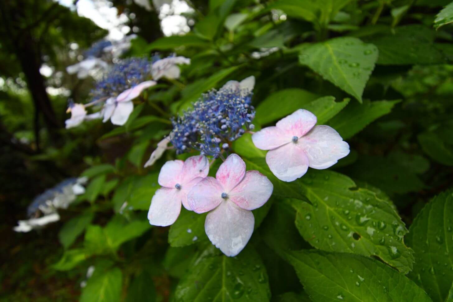 京都府立植物園のあじさいで試し撮り