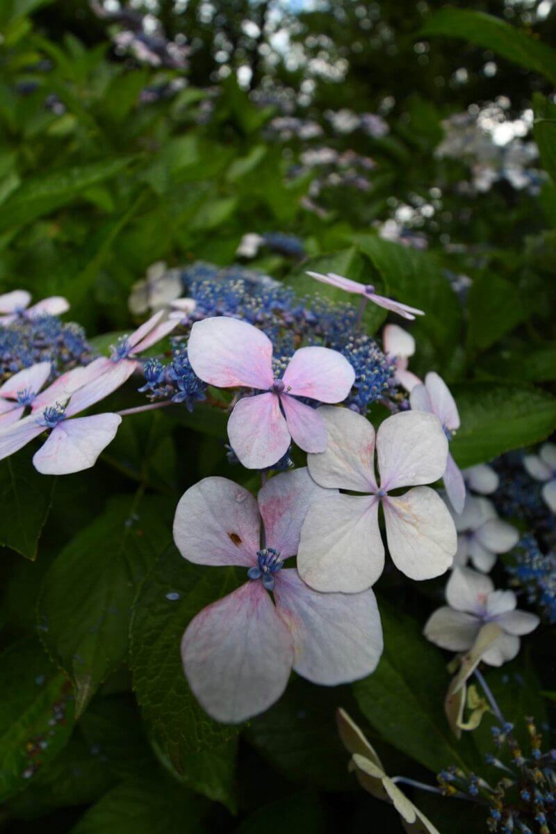 京都府立植物園のあじさい