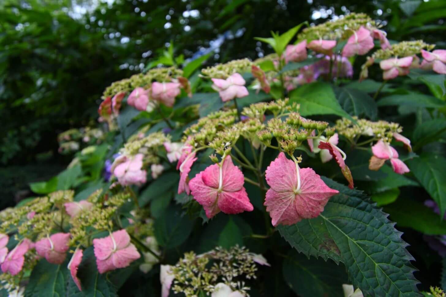 京都府立植物園のあじさい