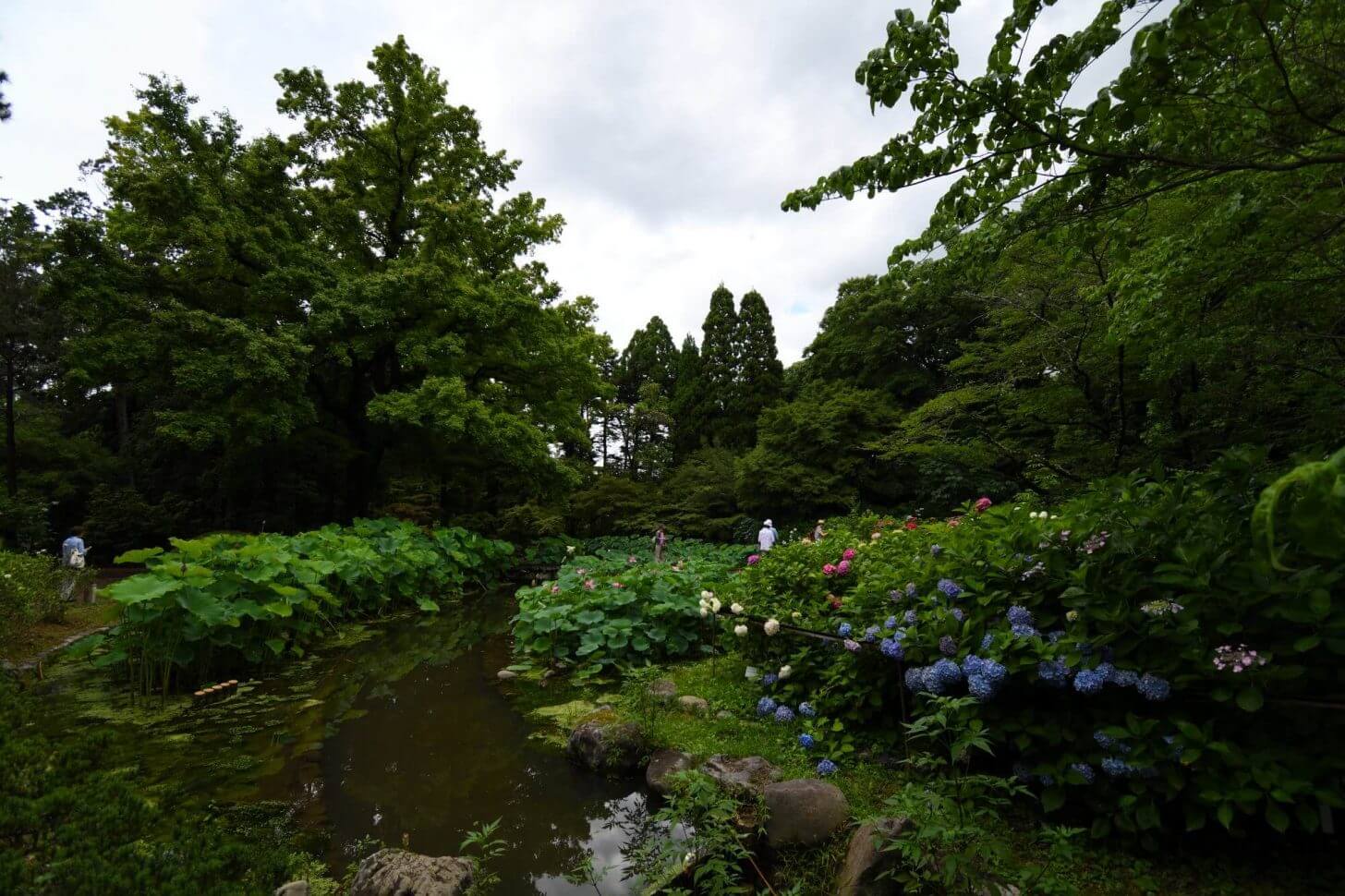 京都府立植物園のあじさい園