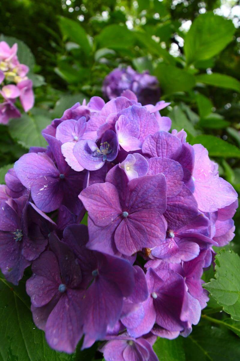 京都府立植物園のあじさい