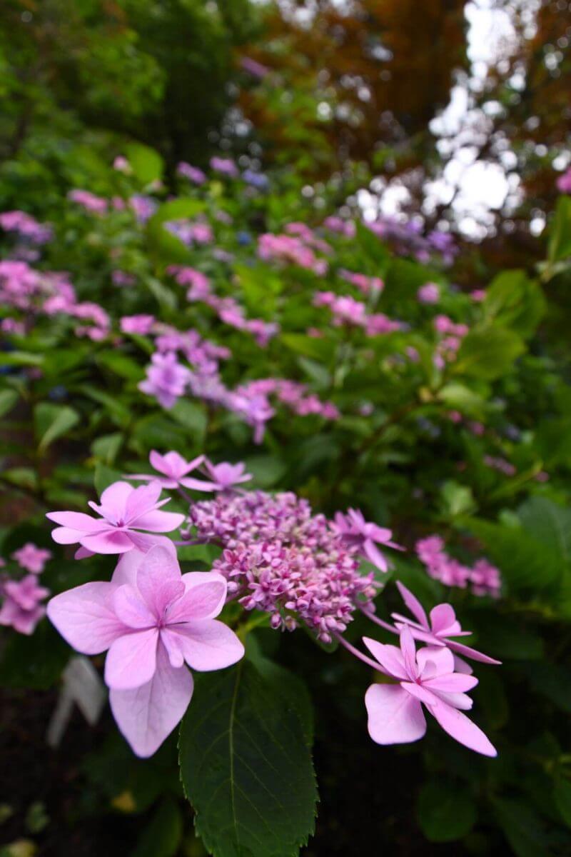 京都府立植物園のあじさい