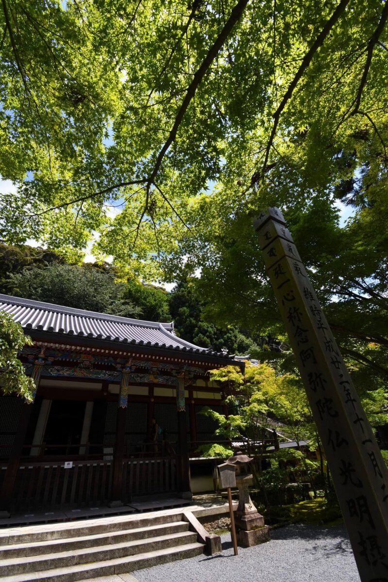 永観堂・阿弥陀堂の青もみじ