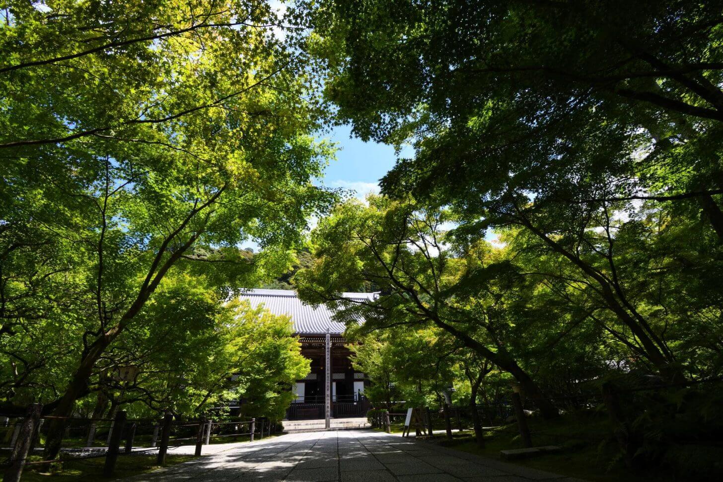 夏の永観堂青もみじ