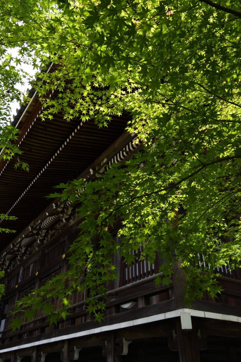 夏の永観堂の青もみじ