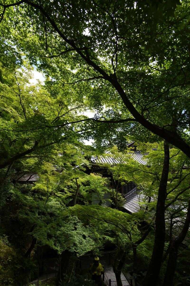 緑が鮮やかな永観堂の青もみじ