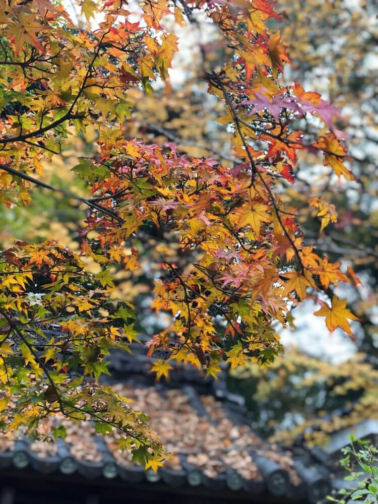 iPhoneXポートレートモードで撮る梨木神社染井の井戸の紅葉