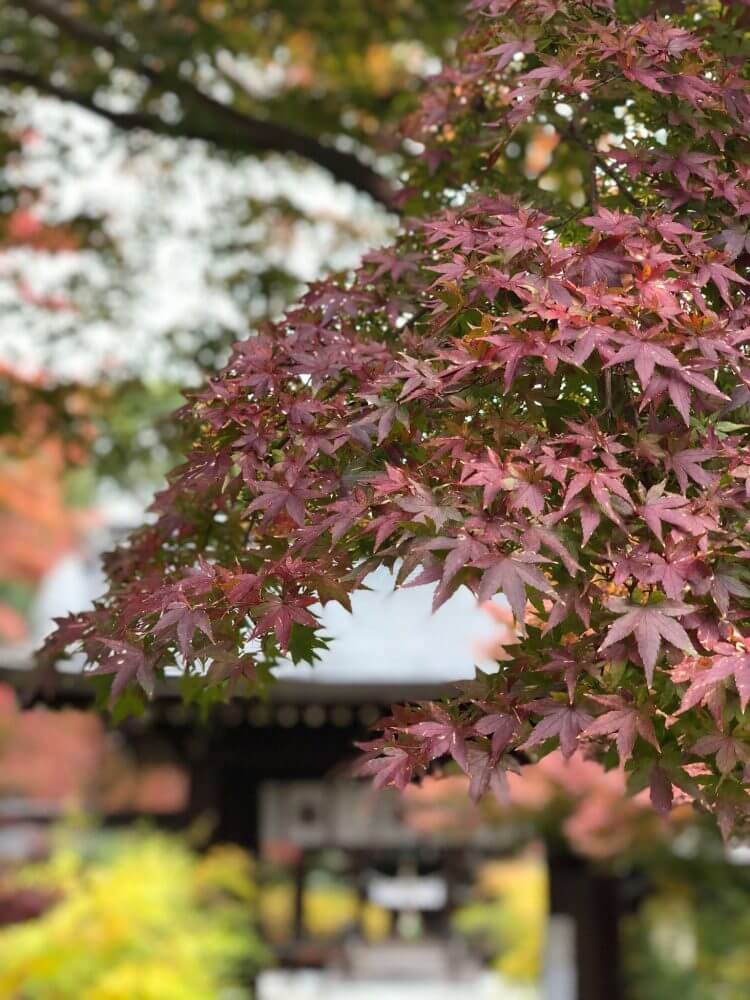 iPhoneXポートレートモードで撮る梨木神社の紅葉