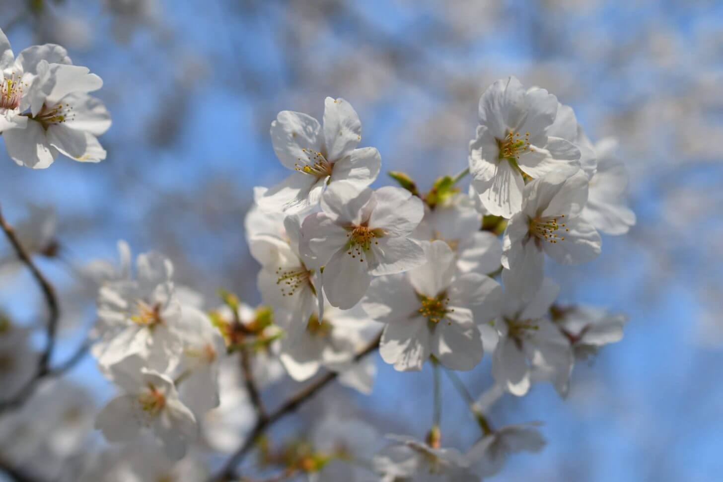 松ヶ崎疎水分線の桜