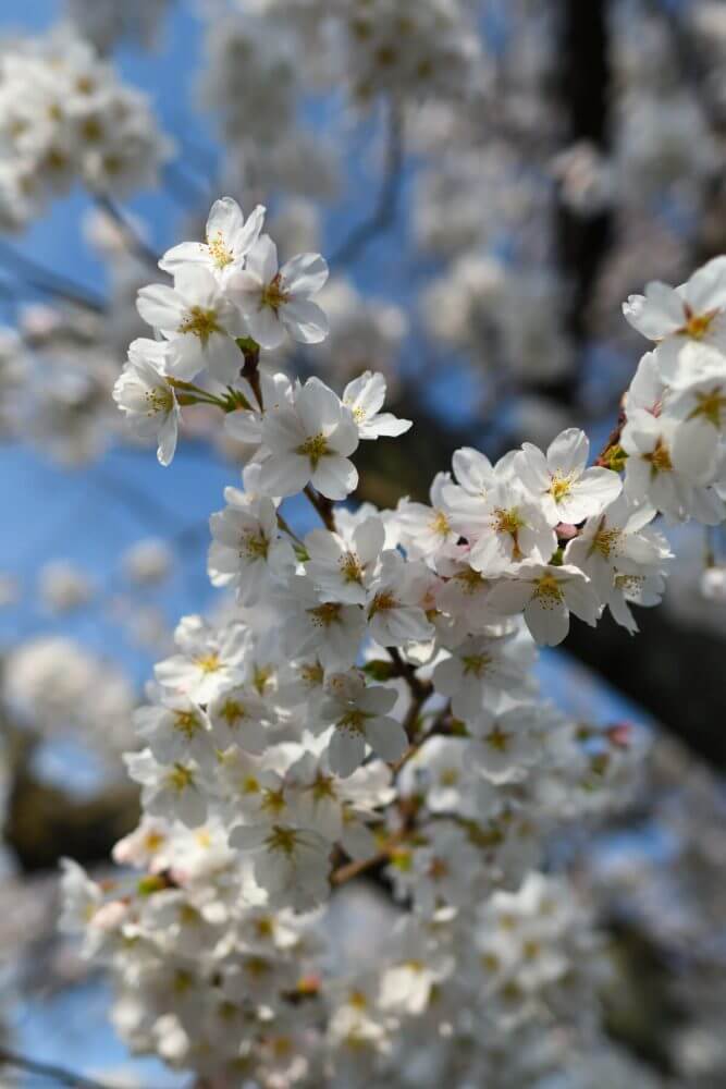 松ヶ崎疎水分線の桜