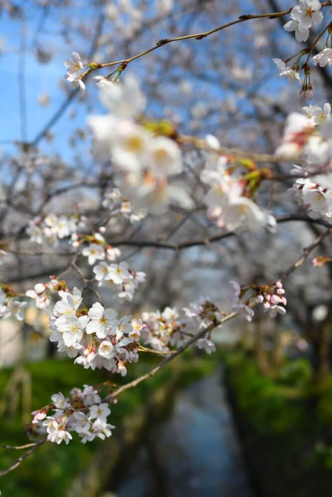 松ヶ崎疎水分線の桜