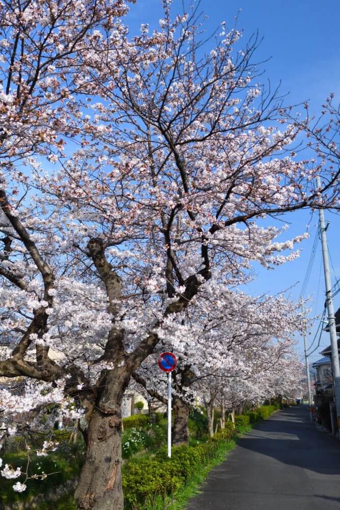 松ヶ崎疎水分線の満開の桜！