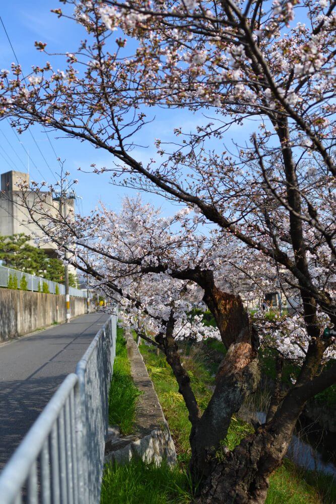 松ヶ崎疎水分線のとある桜の木