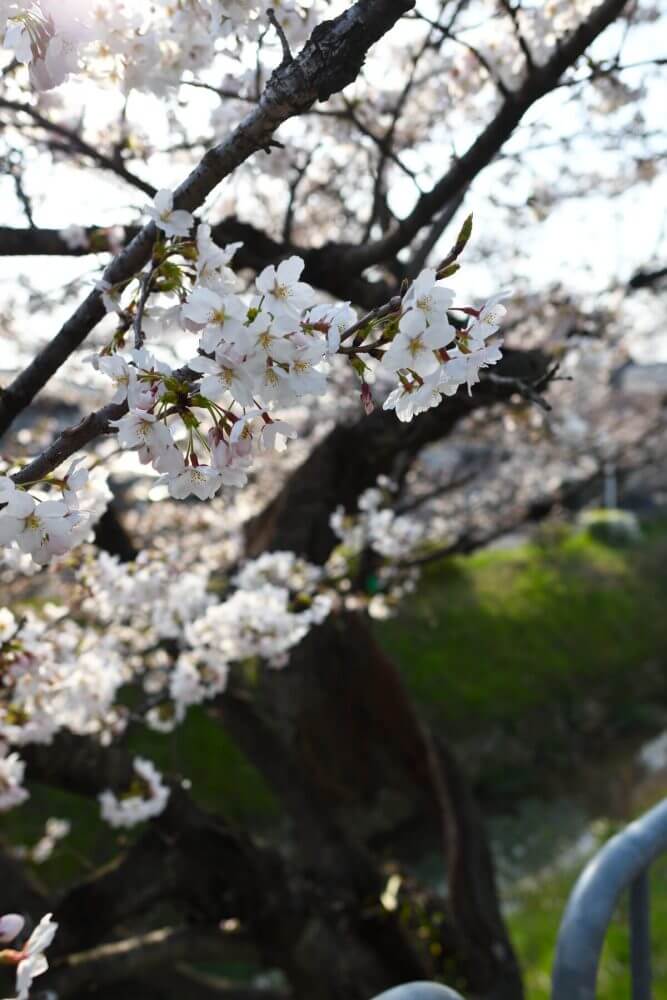 美しい松ヶ崎疎水分線の桜