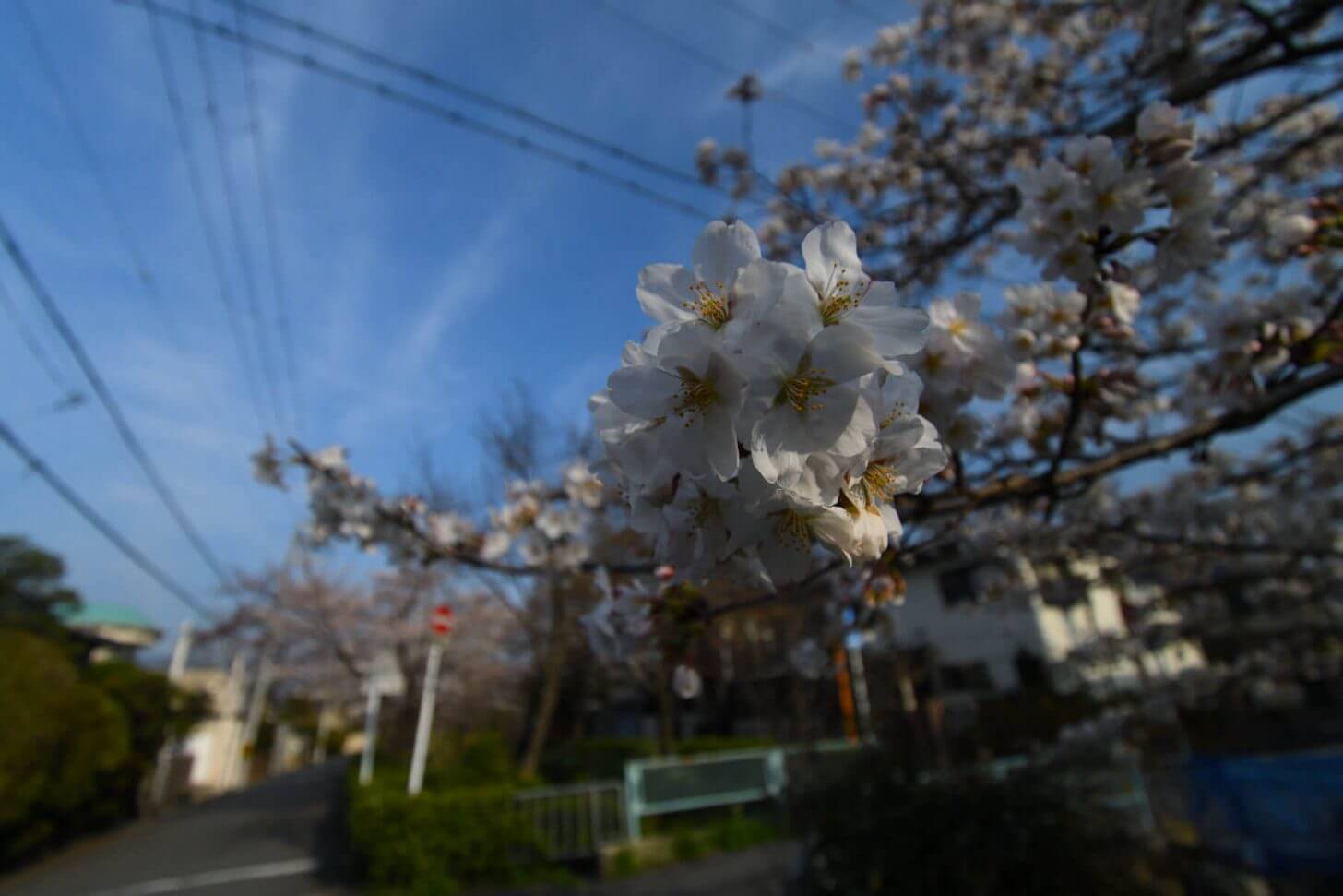 松ヶ崎疎水分線の桜