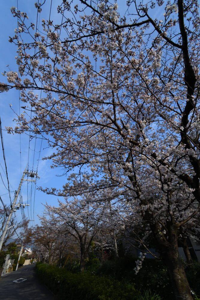 松ヶ崎疎水分線の桜