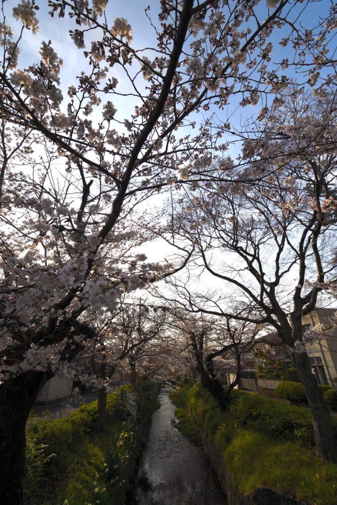 松ヶ崎疎水分線の桜